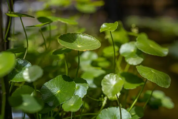 Brahmi