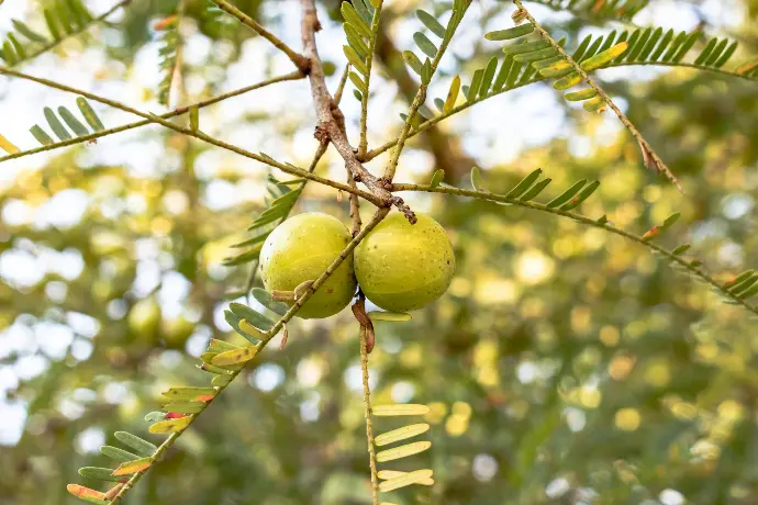 Amalaki