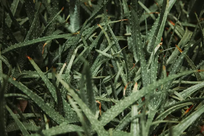 Aloevera